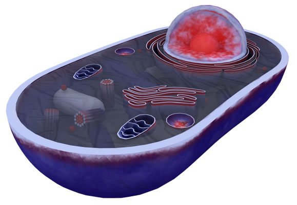 simple animal cell with labels. Animal Cell