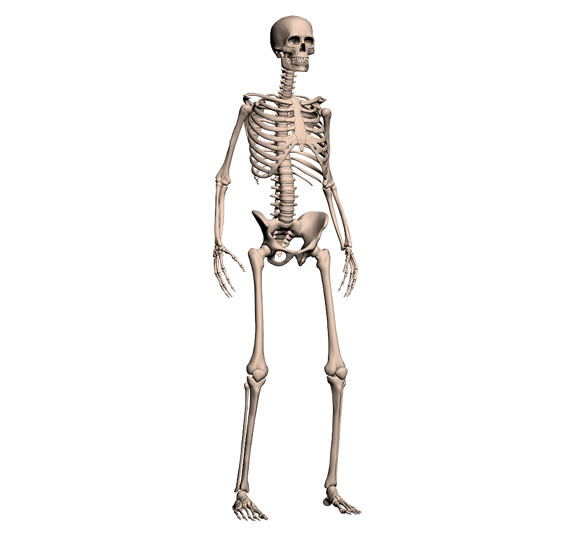 Skeleton