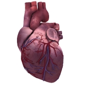 Heart front view
