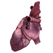 Aortic and pulmonary arteries